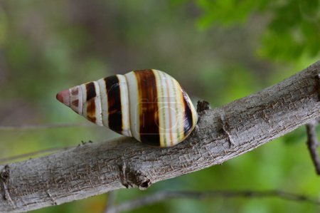 Foto de Florida Tree Snail - Liguus fasciatus - en Gumbo Limbo Tree - Bursera simaruba en el Parque Nacional Everglades, Florida. - Imagen libre de derechos