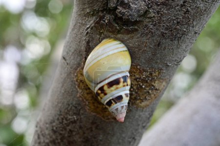 Foto de Florida Tree Snail - Liguus fasciatus - en Gumbo Limbo Tree - Bursera simaruba en el Parque Nacional Everglades, Florida. - Imagen libre de derechos