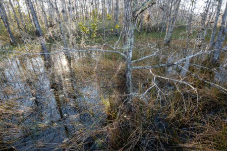 Téléchargez les photos : Zones humides naturelles de conservation des eaux herbeuses à West Palm Beach, en Floride, par une matinée d'hiver ensoleillée et dégagée. - en image libre de droit