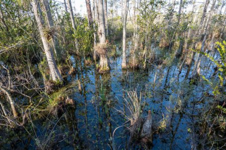 Téléchargez les photos : Zones humides naturelles de conservation des eaux herbeuses à West Palm Beach, en Floride, par une matinée d'hiver ensoleillée et dégagée. - en image libre de droit