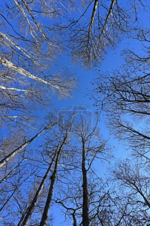 Téléchargez les photos : Vue vers le haut des cyprès nus contre le ciel bleu dans les eaux herbeuses Préserver à West Palm Beach, Floride sur une matinée d'hiver ensoleillée claire. - en image libre de droit