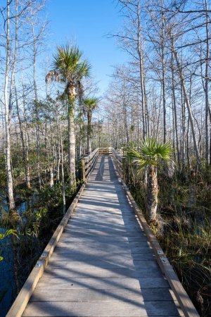 Téléchargez les photos : Promenade sur les zones humides de conservation des eaux herbeuses à West Palm Beach, en Floride, par une matinée d'hiver ensoleillée et dégagée. - en image libre de droit