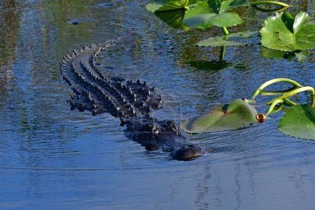 Alligator américain - Alligator mississippiensis - nager au milieu des feuilles de spatterdock sur le sentier Anhinga dans Everglades National Park, Floride.