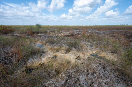 Agujeros de solución en piedra caliza expuestos después de fuego prescrito en el Parque Nacional Everglades, Florida en la tarde soleada.
