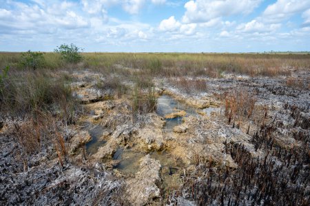 Lösungslöcher im Kalkstein nach Brand im Everglades-Nationalpark in Florida am sonnigen Nachmittag freigelegt.