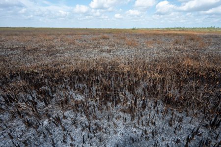 Abgebrannte Weite der Sawgrass-Prärie nach einem vorgeschriebenen Feuer im Everglades National Park, Florida am sonnigen Märznachmittag.