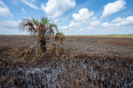 Burned expanse of sawgrass prairie after prescribed fire in Everglades National Park, Florida on sunny March afternoon.