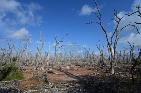 Ausbreitung toter Mangrovenbäume im Everglades National Park, Florida, beschädigt durch Hurrikan Irma im Jahr 2017 und noch nicht erholt.