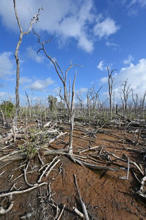 Agrandissement des mangroves mortes dans le parc national des Everglades, en Floride, endommagées par l'ouragan Irma en 2017 et non encore récupérées.