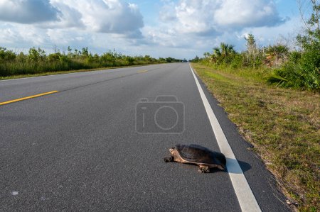 Florida Softshell Turtle - Apalone ferox - cruzando Main Park Road en el Parque Nacional Everglades, Florida.