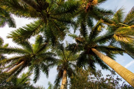 Royal Palm Baldachin über den bebauten Feuchtgebieten des Green Cay Nature Center in Boynton Beach, Florida bei Sonnenaufgang.