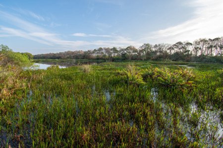 Zones humides construites de Green Cay Nature Center à Boynton Beach, Floride au lever du soleil le matin d'hiver calme.