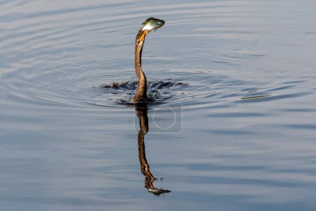 Anhinga - Anhinga anhinga - beim Versuch, große Fische zu verschlucken, die er gerade beim Schwimmen in ruhigen Feuchtgebieten des Green Cay Nature Center angespießt hat.