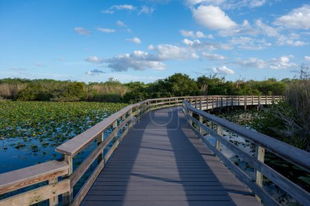 Anhinga Trail erhöhte Uferpromenade über den Feuchtgebieten des Everglades National Park, Florida an einem sonnigen Sommertag..