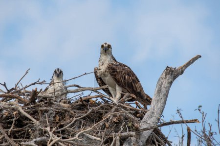 Osprey, Pandion haliaetus, en el nido con los jóvenes en el Parque Nacional Everglades, Florida.
