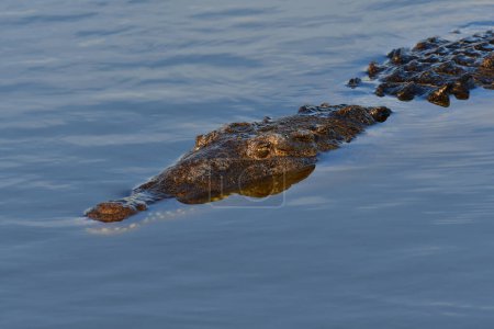 Amerikanisches Krokodil Crocodylus acutus, schwimmt im West Lake im Everglades National Park, Florida.