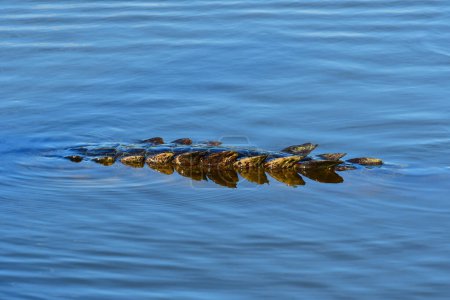 Schwanzdetail des Amerikanischen Krokodils Crocodylus acutus beim Schwimmen im West Lake im Everglades National Park, Florida.