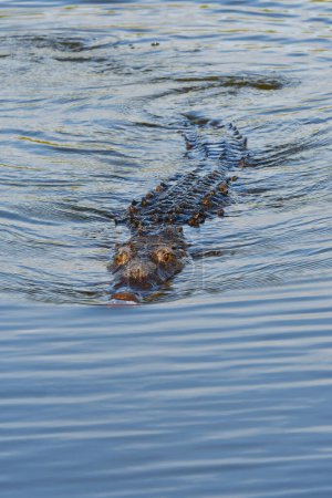 American Crocodile Crocodylus acutus, swimming in West Lake in Everglades National Park, Florida.