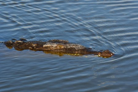 American Crocodile Crocodylus acutus, swimming in West Lake in Everglades National Park, Florida.