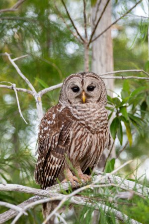 Barred Owl, Strix varia, perched on Cypress Tree in Everglades National Park, Florida.