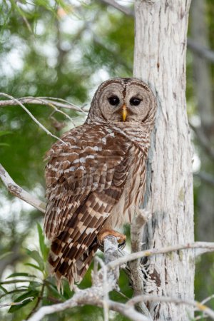 Barred Owl, Strix varia, encaramado en Cypress Tree en el Parque Nacional Everglades, Florida.