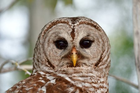 Closeup portrait of Barred Owl, Strix varia, perched on Cypress Tree in Everglades National Park, Florida.