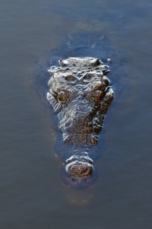 Close portrait of American Crocodile Crocodylus acutus, swimming in West Lake in Everglades National Park, Florida.
