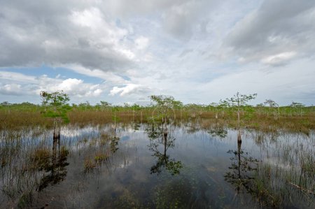 Bosque de Ciprés Enano bajo un dramático paisaje nublado de verano en el Parque Nacional Everglades, Florida.