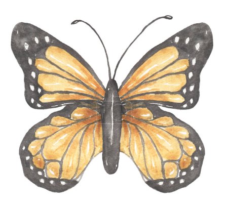 Watercolor Monarch butterfly illustration, hand drawn insect clipart