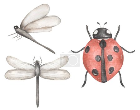Watercolor ladybug and dragonfly illustration set, cute garden insects clipart.