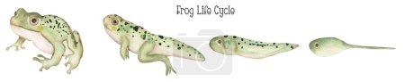 Photo for Watercolor frog life cycle illustration set, educational clipart for kids, cute toad animal clipart, nursery print, tadpole homeschool card clip art - Royalty Free Image