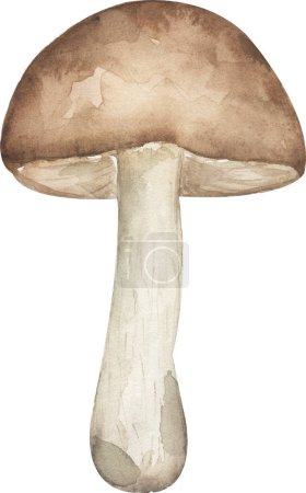 Watercolor fungi illustration, brown cap boletuses mushrooms clipart , hand drawn forest element