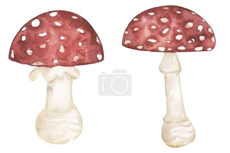 Photo for Watercolor poison fungi illustration set, fly agaric fungus clipart. Hand drawn watercolor mushroom , graphics elements - Royalty Free Image