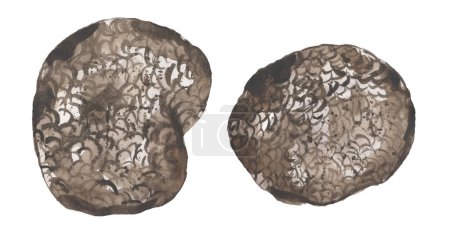 Watercolor forest fungi illustration, truffe mushrooms clipart set, hand drawn elements