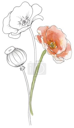 Watercolor hand painted meadow florals bouquet illustration, tulip liner sketch wildflowers clipart, field flowers composition