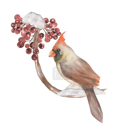 Winter Bird Clipart, Watercolor Christmas print, Cardinal bird illustration, Red Berry, Xmas Forest , Woodland Animal, card template