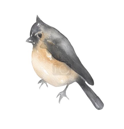 Photo for Winter Bird Clipart, Watercolor Titmouse bird illustration, Animals, card template - Royalty Free Image
