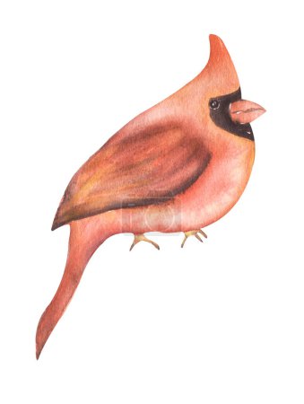 Clipart d'oiseau d'hiver, Illustration d'oiseau cardinale aquarelle, Animaux des bois, modèle de carte