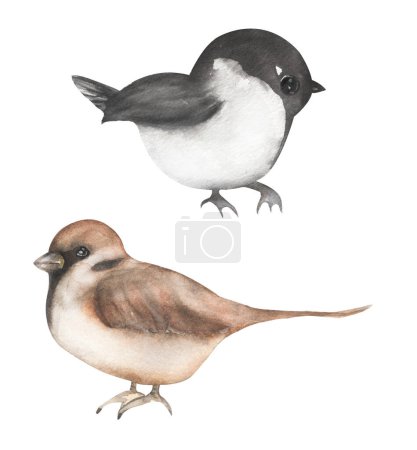 Clipart d'oiseau d'hiver, Ensemble d'illustration d'oiseaux de moineau aquarelle et chicadées, Animaux, modèle de carte