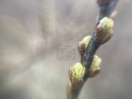 Buds on trees grew in the spring