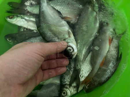 Séchage du poisson salé pour le saccadé