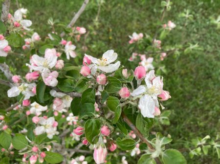 Téléchargez les photos : Fleurs printanières fleuries dans un jardin - en image libre de droit