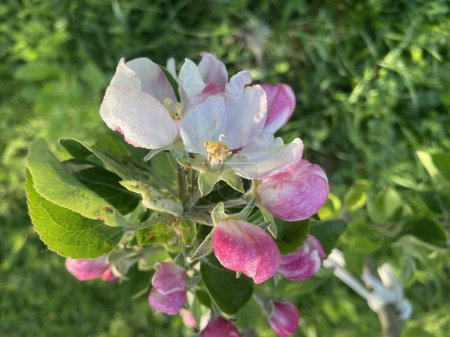 Téléchargez les photos : Fleurs printanières fleuries dans un jardin - en image libre de droit