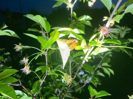 La nuit, un scarabée s'envole vers une plante dans un jardin