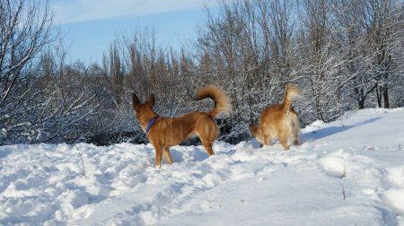 Photo for Red Dingo dogs that run through the forest and play in the snow. - Royalty Free Image