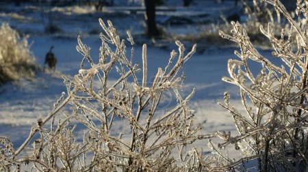 Foto de Una vista de cerca de la hierba o plantas cubiertas de hielo, dándoles un aspecto cristalino. La cubierta helada de las plantas refleja la luz, iluminando la escena con un tono dorado - Imagen libre de derechos