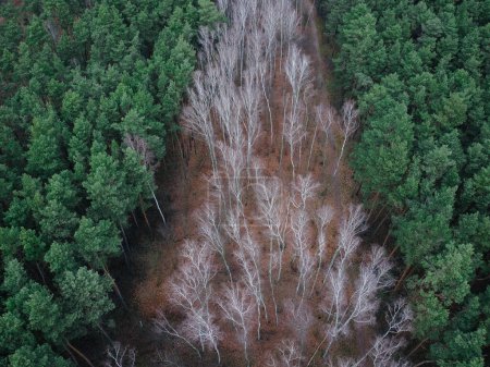 Téléchargez les photos : Aerial view of mixed forest, pines and bare birches without leaves - en image libre de droit