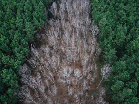 Téléchargez les photos : Aerial view of mixed forest, pines and bare birches without leaves - en image libre de droit