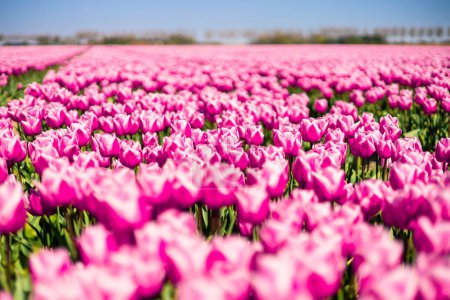 Foto de Campo de tulipanes en los Países Bajos. Paisaje de primavera rural con flores. - Imagen libre de derechos