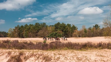 Téléchargez les photos : Chevaux avec cavaliers au loin, dans les prairies sèches du parc national de The Loonse et Drunense Duinen - en image libre de droit